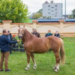 IMG_9731 fot. Rafa Szczepankowski