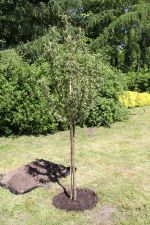 6 jabłóń samorządności