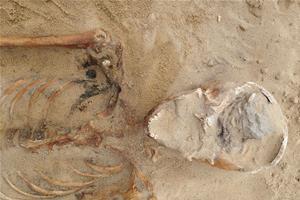 Mińsk Mazowiecki na portalu naukawpolsce.pap.pl